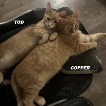 Tod -  Domestic Short Hair Cat for Adoption in Elverta, California - Tod | PetCurious