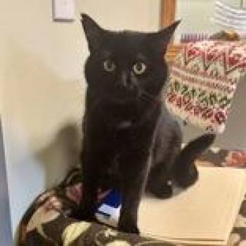 Lucky -  Domestic Medium Hair Cat for Adoption in Mineral Point, Wisconsin - Lucky | PetCurious