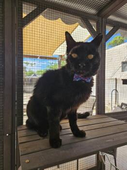 Domestic Short Hair Cats Available for Adoption in Albuquerque, New Mexico - Sirius | PetCurious