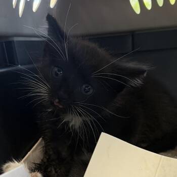 Spice -  Domestic Short Hair Cat for Adoption in Montgomery, Alabama - Spice | PetCurious