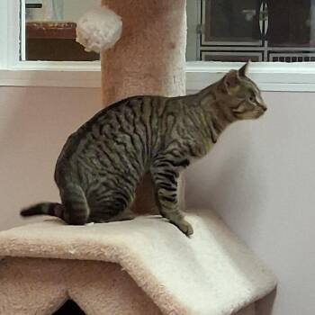 Keel -  Domestic Short Hair Cat for Adoption in Middlebury, Vermont - Keel | PetCurious