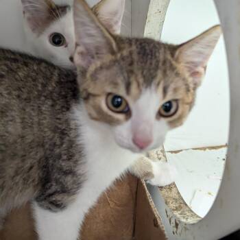 Ron -  Domestic Short Hair Cat for Adoption in Jeffersonville, Indiana - Ron | PetCurious