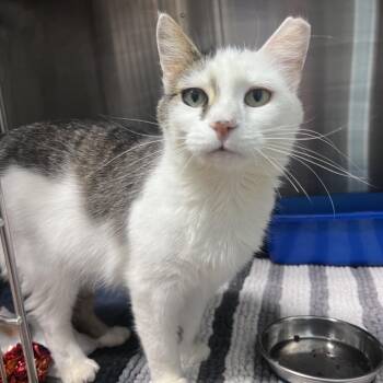 Domestic Short Hair Cats Available for Adoption - Claritin | PetCurious