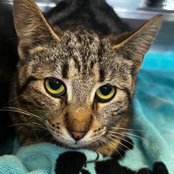 Curry -  Domestic Short Hair Cat Available for Adoption in Bristol, Indiana - Curry | PetCurious