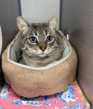 Rescue Domestic Short Hair Cats for Adoption in Gardnerville, Nevada - Gary | PetCurious