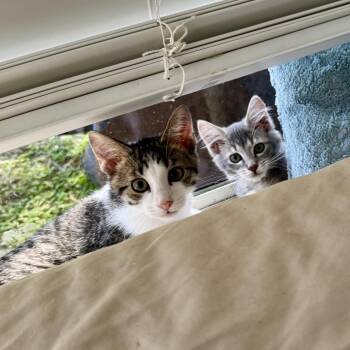 Sputnik -  Domestic Medium Hair Cat for Adoption in Titusville, Florida - Sputnik | PetCurious