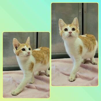 APRICOT -  Domestic Short Hair Cat for Adoption in Buckhannon, West Virginia - APRICOT | PetCurious