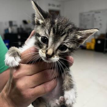 Berlioz-C -  Domestic Short Hair Cat for Adoption in East St. Louis, Illinois - Berlioz-C | PetCurious