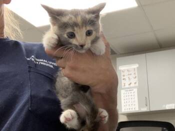 PEACHY -  Domestic Short Hair Cat for Adoption in Visalia, California - PEACHY | PetCurious