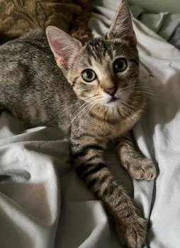 Harper -  Domestic Short Hair Cat for Adoption in San Antonio, Texas - Harper | PetCurious