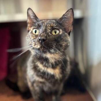 Moira -  Domestic Short Hair Cat for Adoption in Nashville, Indiana - Moira | PetCurious