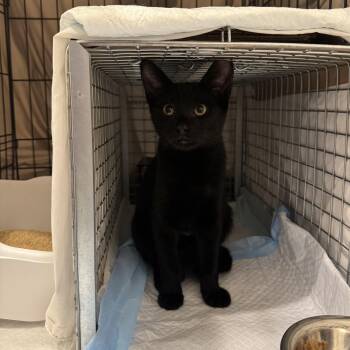 Shadow -  Domestic Short Hair Cat for Adoption - Shadow | PetCurious