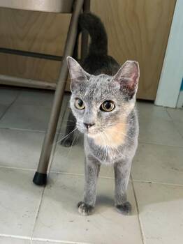 Rosie -  Domestic Short Hair Cat Available for Adoption in West Palm Beach, Florida - Rosie | PetCurious