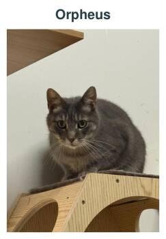 Orpheus -  Domestic Short Hair Cat for Adoption in Richland Center, Wisconsin - Orpheus | PetCurious