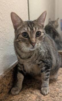Ninja -  Tabby Cat for Adoption in San Antonio, Texas - Ninja | PetCurious