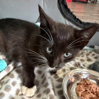 Elyse -  Domestic Short Hair Cat for Adoption in Marion, Virginia - Elyse | PetCurious