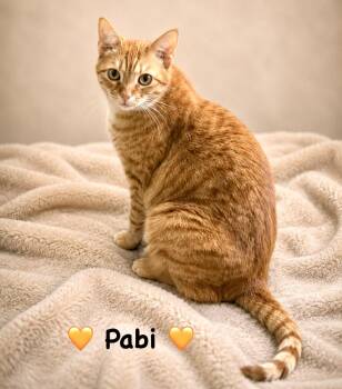 Pabi -  Domestic Short Hair Cat for Adoption in Copley, Ohio - Pabi | PetCurious