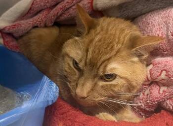 Domestic Short Hair Cats Available for Adoption in Elkins, West Virginia - Cheese | PetCurious