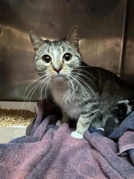 Domestic Short Hair Cats Available for Adoption - Nala | PetCurious