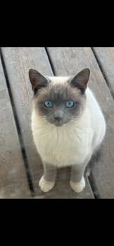 Siamese Cats Available for Adoption - Opal | PetCurious