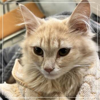 Penelope -  Domestic Medium Hair Cat for Adoption in Springfield, Illinois - Penelope | PetCurious