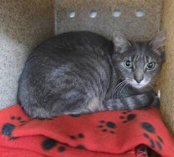 Stellar -  Domestic Short Hair Cat for Adoption in New Hope, Pennsylvania - Stellar | PetCurious