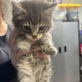 Hot Wheels -  Domestic Medium Hair Cat for Adoption in Newark, New Jersey - Hot Wheels | PetCurious