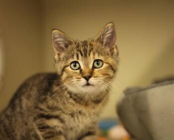 Dolly and Tangerine(M) -  Domestic Short Hair Cat for Adoption in Rockford, Illinois - Dolly And Tangerine(M) | PetCurious