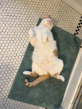 Leo -  Domestic Short Hair Cat Available for Adoption in Kalamazoo, Michigan - Leo | PetCurious