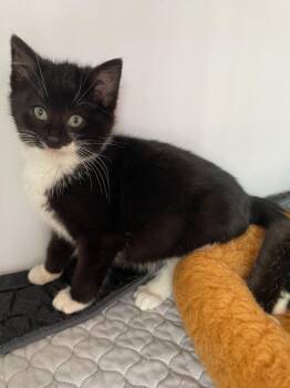 Domestic Short Hair Cats Available for Adoption - Fitzgerald * IN FOSTER * | PetCurious