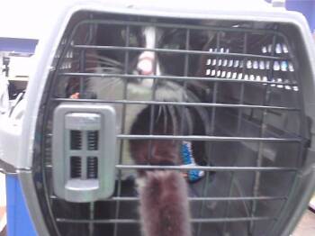 Domestic Short Hair Cats Available for Adoption in Omaha, Nebraska - FARKLE | PetCurious