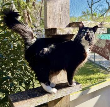 Domestic Long Hair and Tuxedo Cats Available for Adoption - Meow Wow | PetCurious