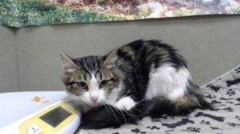 Domestic Medium Hair Cats Available for Adoption in Moreno Valley, California - A550305 | PetCurious