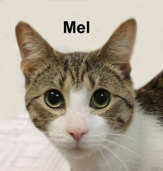 Mel Ricc. ( sweet sweet look alike brother of Mickey Ricc.) -  Domestic Short Hair and Tabby Cat for Adoption in Stowe, Pennsylvania - Mel Ricc. ( Sweet Sweet Look Alike Brother Of Mickey Ricc.) | PetCurious