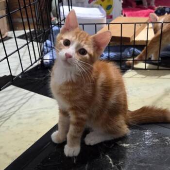 Rescue Domestic Short Hair Cats for Adoption in Honolulu, Hawaii - Kimchi | PetCurious