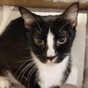 Jack-Jack -  Domestic Short Hair Cat for Adoption in Las Vegas, Nevada - Jack-Jack | PetCurious