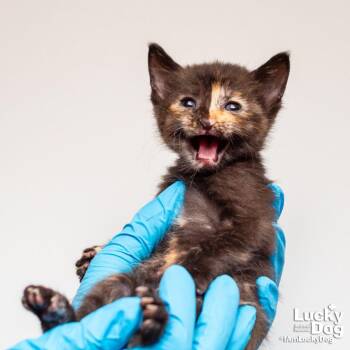 Domestic Short Hair Cats Available for Adoption in Washington, District Of Columbia - Dinosaur Train | PetCurious