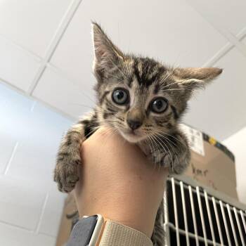 Ulna -  Domestic Short Hair Cat for Adoption in Carencro, Louisiana - Ulna | PetCurious