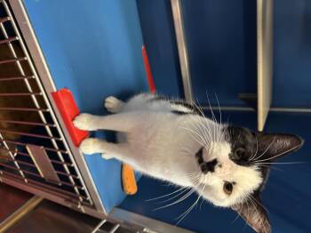 Rescue Domestic Short Hair Cats for Adoption in Hoopeston, Illinois - Skeeter | PetCurious