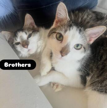 American Shorthair Cats Available for Adoption - Sonny & Fredo (Bonded Brothers) | PetCurious