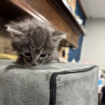 Domestic Long Hair Cats Available for Adoption in Park Row, Texas - Majora | PetCurious