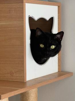 Harley -  Domestic Short Hair Cat for Adoption in Worcester, Massachusetts - Harley | PetCurious