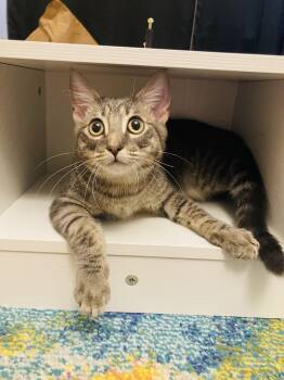 Mako (lover) watch video -  Domestic Short Hair Cat for Adoption in Port Orange, Florida - Mako (lover) Watch Video | PetCurious
