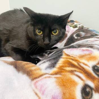 American Shorthair Cats Available for Adoption - Roxie | PetCurious