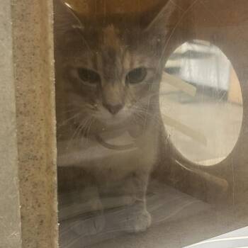 Domestic Short Hair Cats Available for Adoption in Philadelphia, Pennsylvania - Applebees | PetCurious