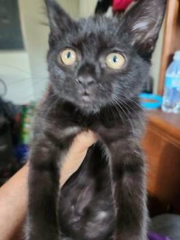 Heidi Mini Nards -  Domestic Short Hair Cat for Adoption in Mokena, Illinois - Heidi Mini Nards | PetCurious