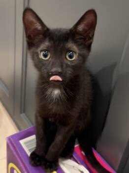 Nibbles (bibs and blankets) -  Bombay and Domestic Short Hair Cat for Adoption in Houston, Texas - Nibbles (bibs And Blankets) | PetCurious