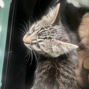 Hermione Granger -  Domestic Short Hair Cat for Adoption in Charleston, West Virginia - Hermione Granger | PetCurious