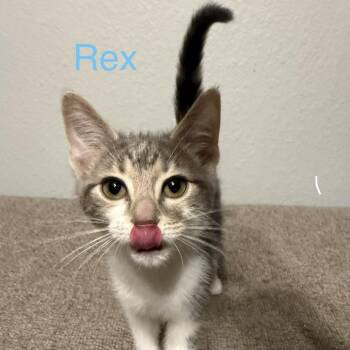Rex -  Domestic Short Hair Cat for Adoption in Carmel, Indiana - Rex | PetCurious