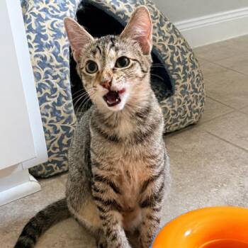 Tru -  Domestic Short Hair Cat for Adoption in Houston, Texas - Tru | PetCurious